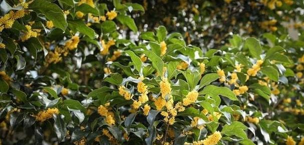 桂花生长环境与栽培方法全解析