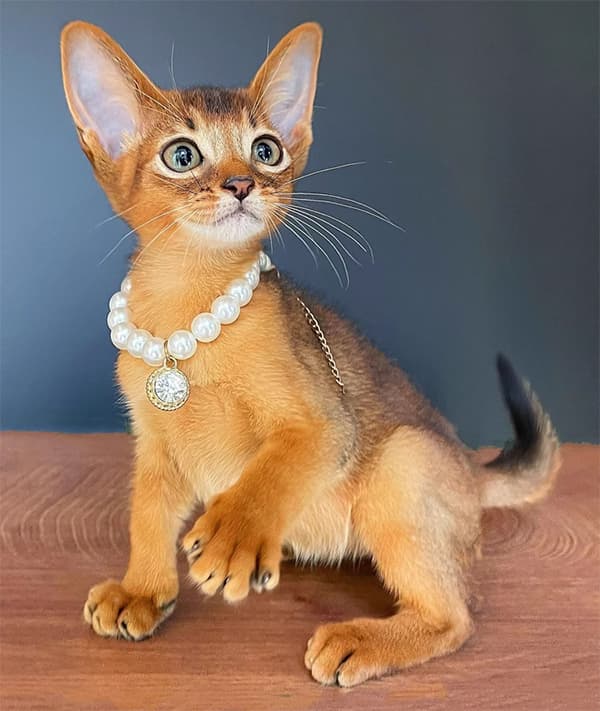 猫咪也能参加竞技活动？盘点6种趣味十足的猫咪运动项目