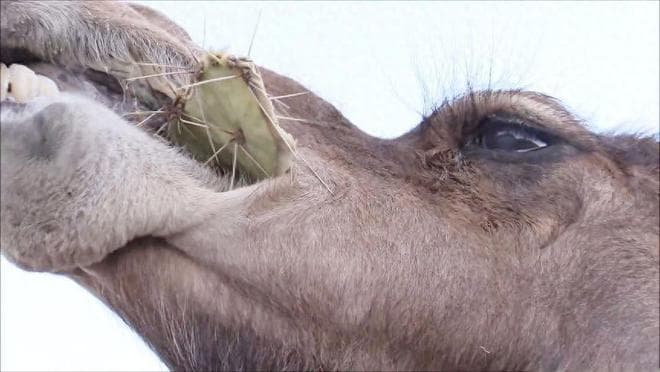 揭秘骆驼：为何能像嚼口香糖一样吃仙人掌？