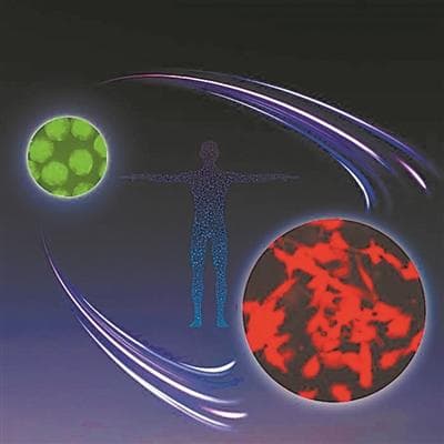 驱动表观遗传重编程和分化机制确定