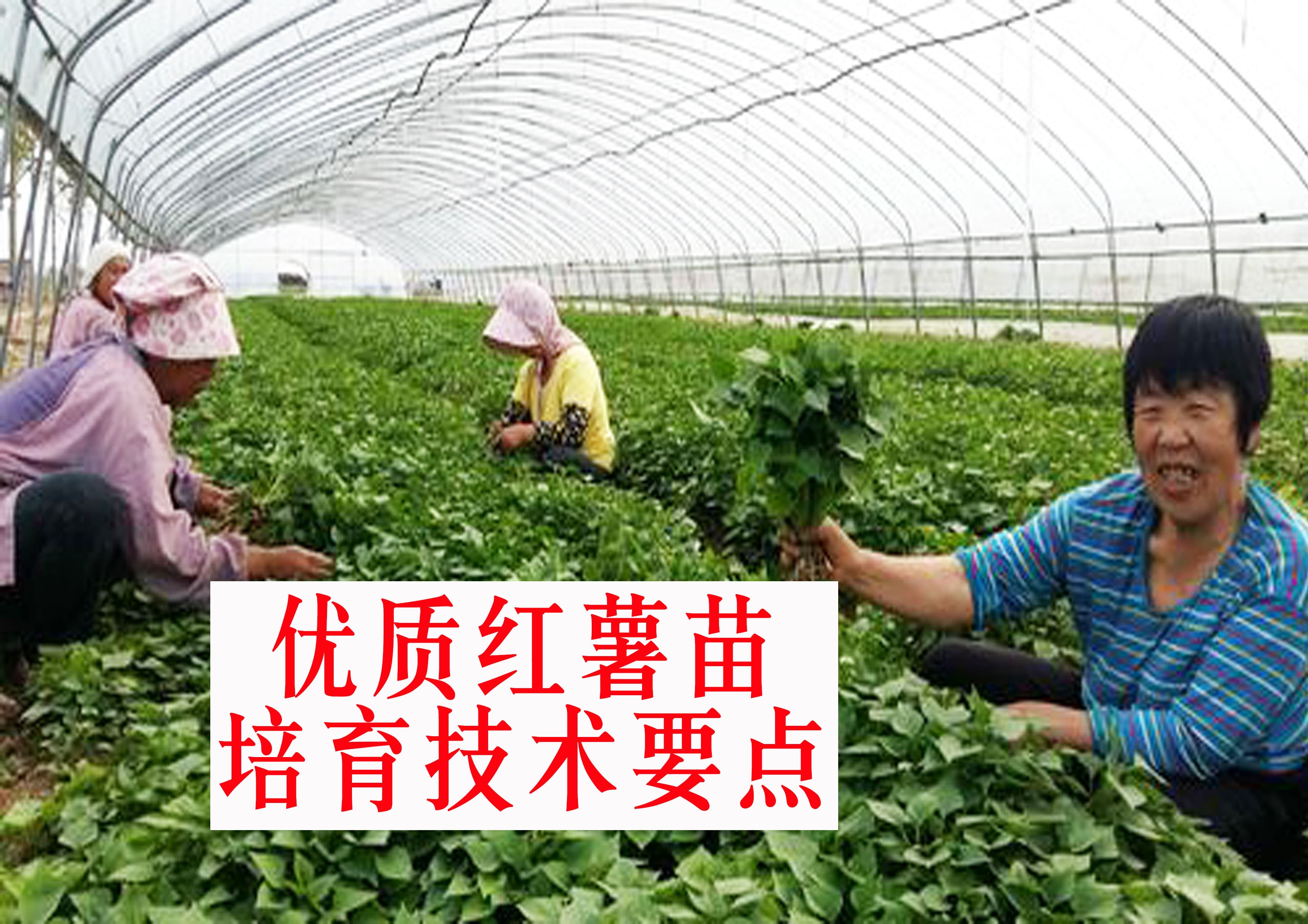 春季种植红薯时，自己怎样繁殖优质红薯苗？手把手教你育苗方法