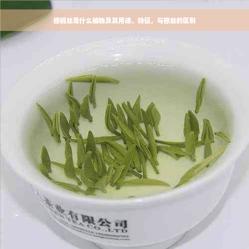 棕榈丝是什么植物及其用途、特征，与棕丝的区别