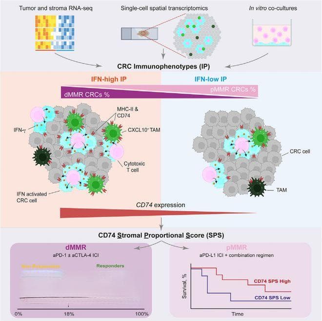 Cancer Cell | 结直肠癌中组成性高干扰素免疫表型决定免疫治疗应答
