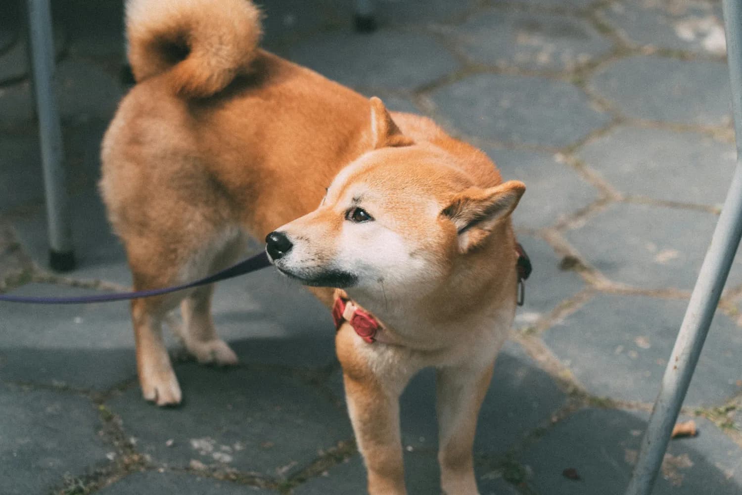 《忠犬八公物语》：一部关于忠诚与等待的不朽经典