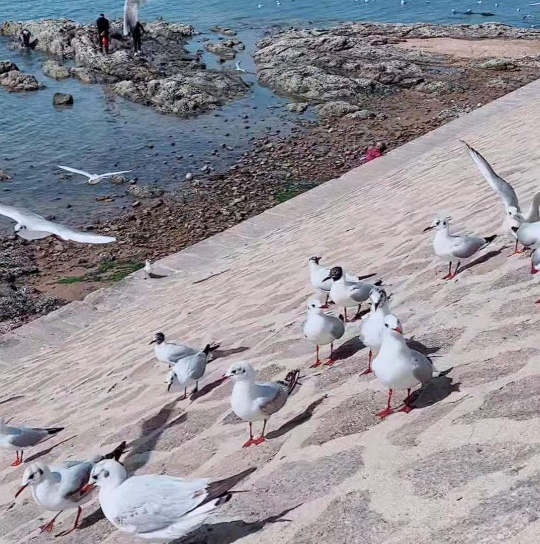 青岛哪里可以喂海鸥？