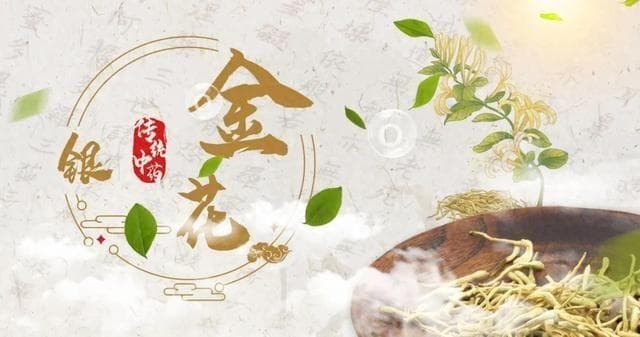 清热解毒的良药——金银花