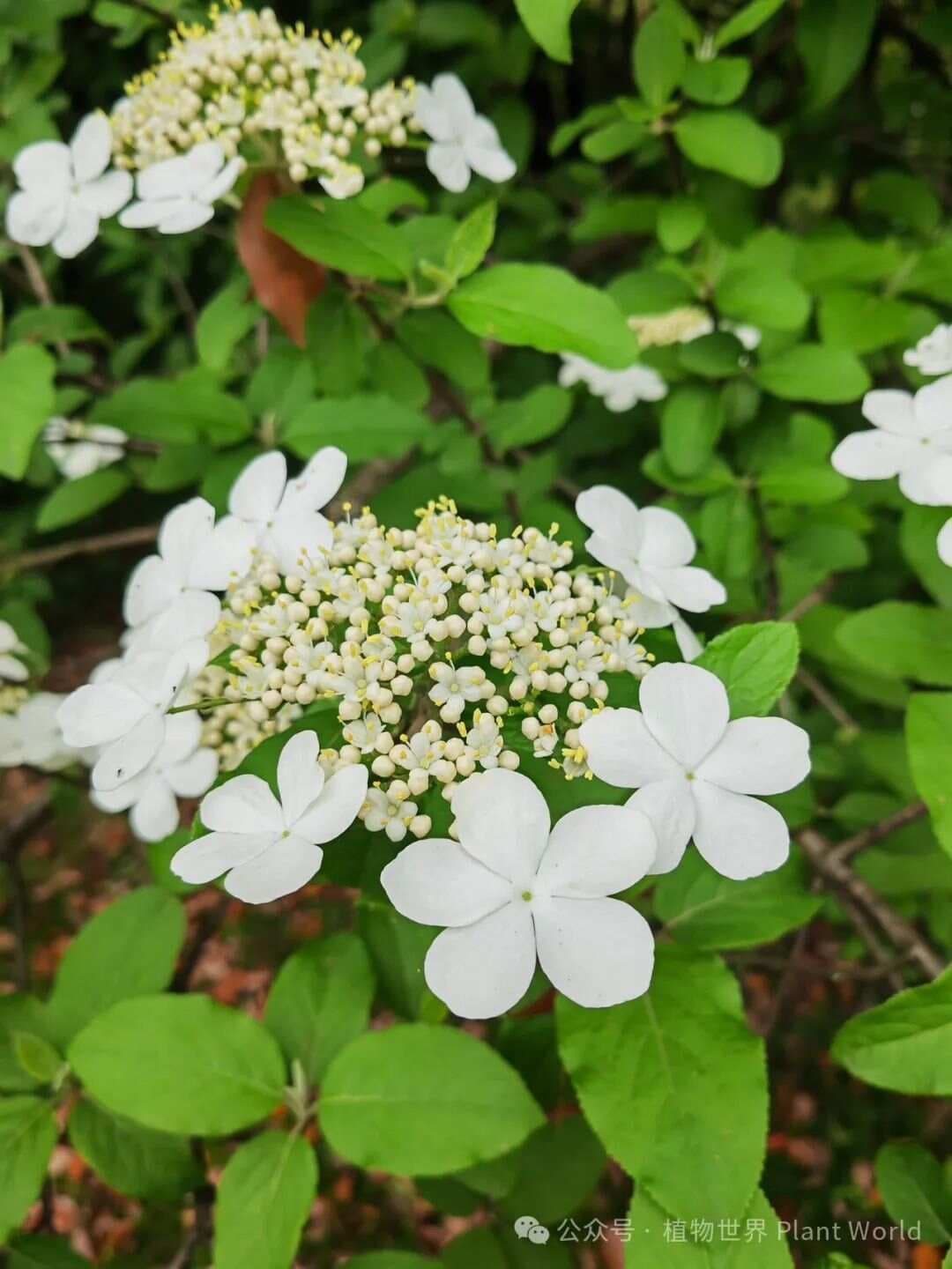 琼花：千古奇花的厚重与清雅