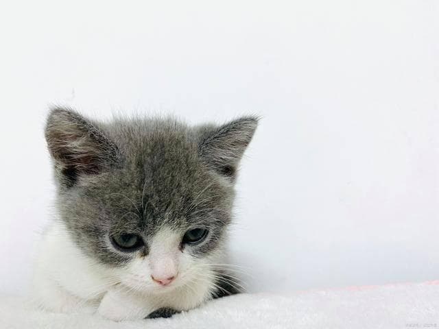 两个月大的小奶猫喂养指南：从主食到辅食的全面解析