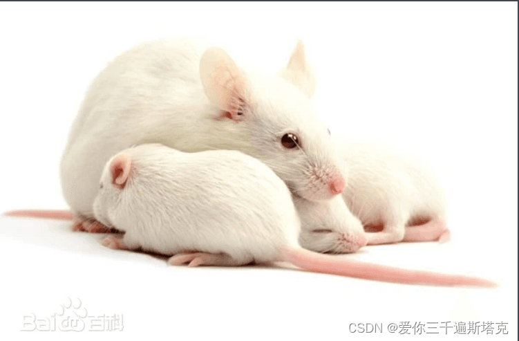 小白鼠相关介绍