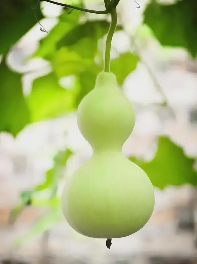 葫芦丝：葫芦的前世今生，如何从厨房摇身一变成为音乐家