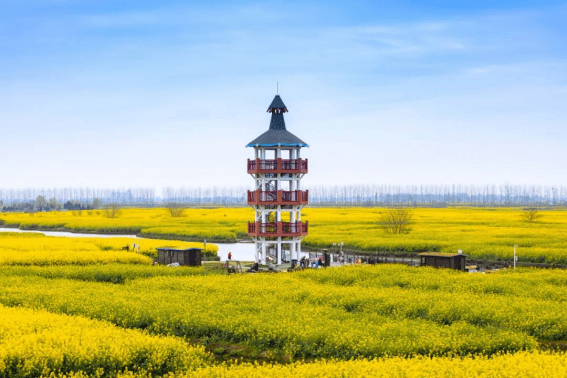 泰州兴化千垛菜花旅游季邀您邂逅浪漫春天