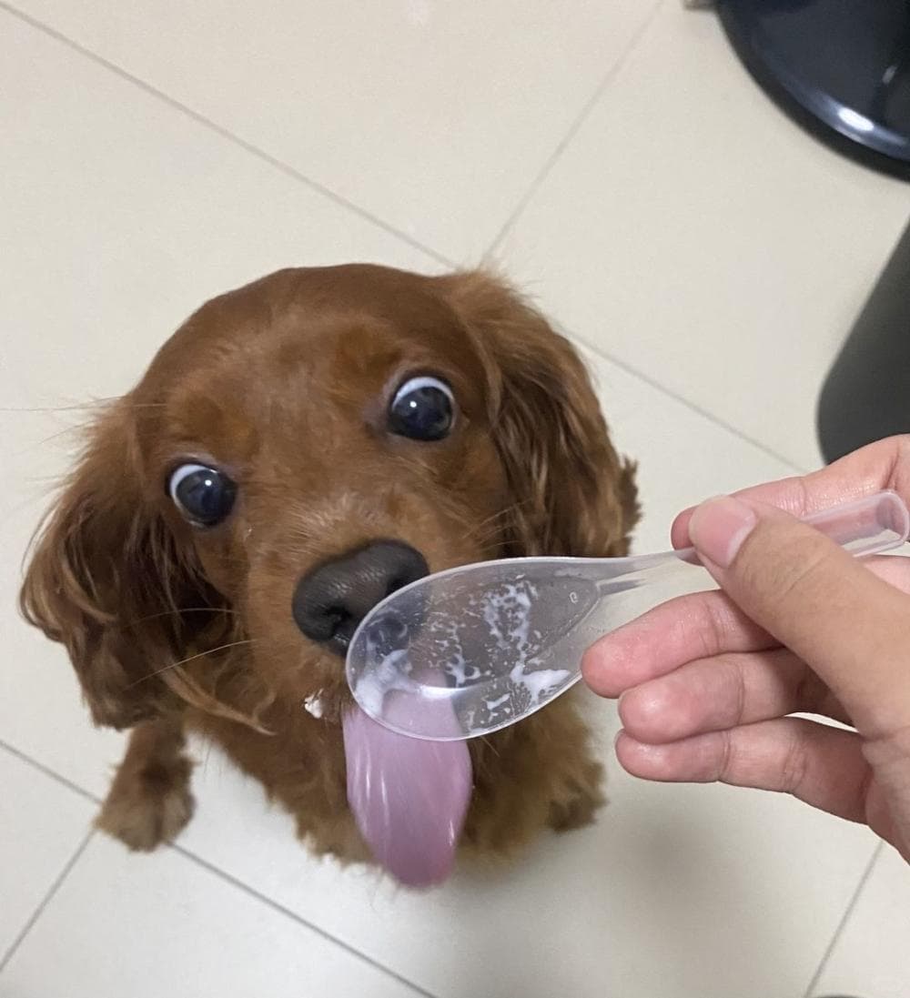 狗狗喝牛奶完全指南：从种类选择到喂食要点