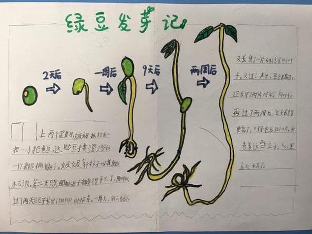 豆芽成长需要哪些过程？豆芽怎样一步步长大？揭秘豆芽萌发全过程！