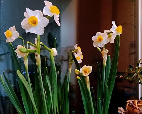 水仙花浇水全解析：从水质到浇水频率，15个要点助你养出健康水仙
