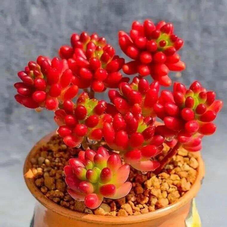 新手必看！10种养不死的高颜值花卉，植物杀手也能养爆盆！