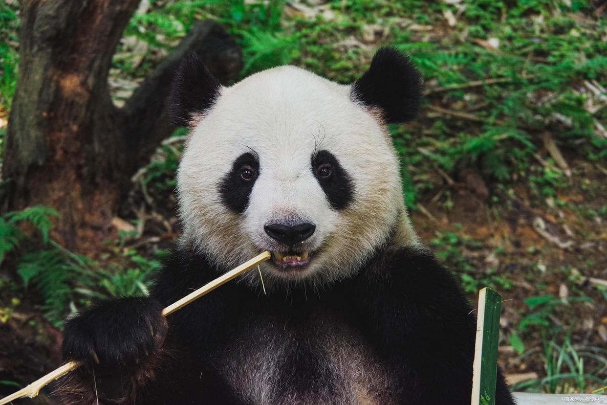 揭秘国宝熊猫的饮食奥秘：为何以竹子为主食？