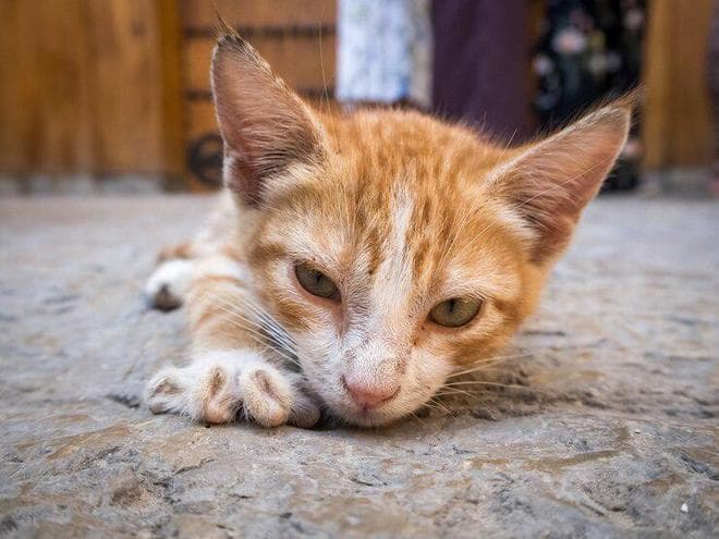 流浪猫都是如何生存下来的