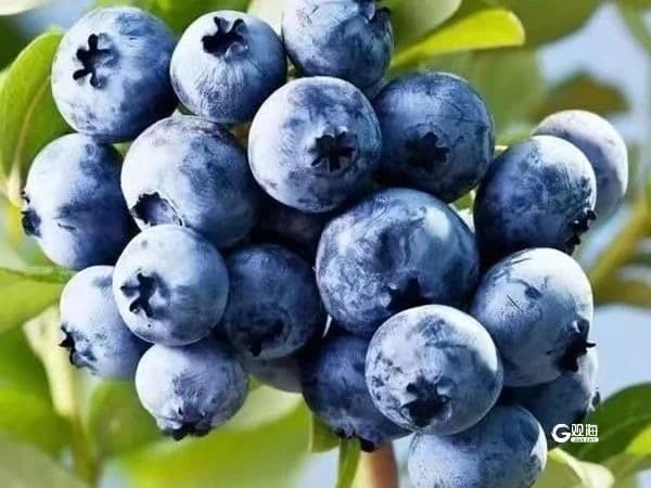 智慧农业让农作物“茁壮成长”！青岛这里的蓝莓迎来丰收季