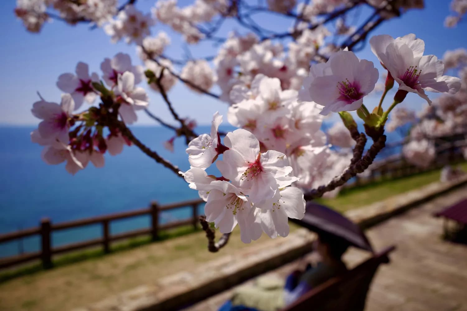 春日限定！日照最美樱花大道全攻略