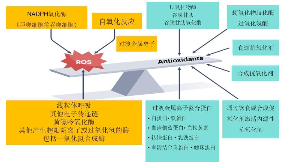 内源性生物抗氧化系统
