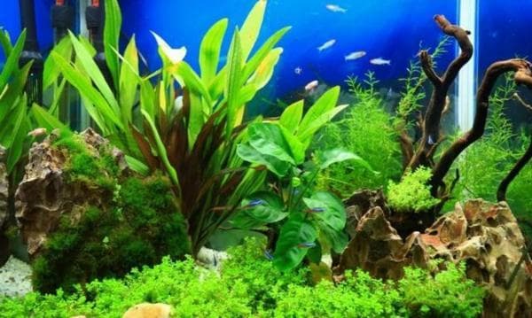 鱼缸造景入门指南：底沙、石头、水草选购与布置全解