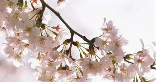 樱花（探寻樱花的文化意义与象征含义）
