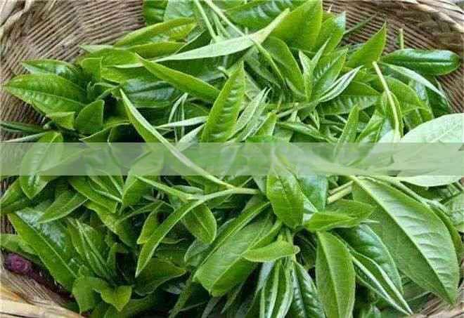 长期饮茶与牙齿变色：原因、影响及预防措施全解析