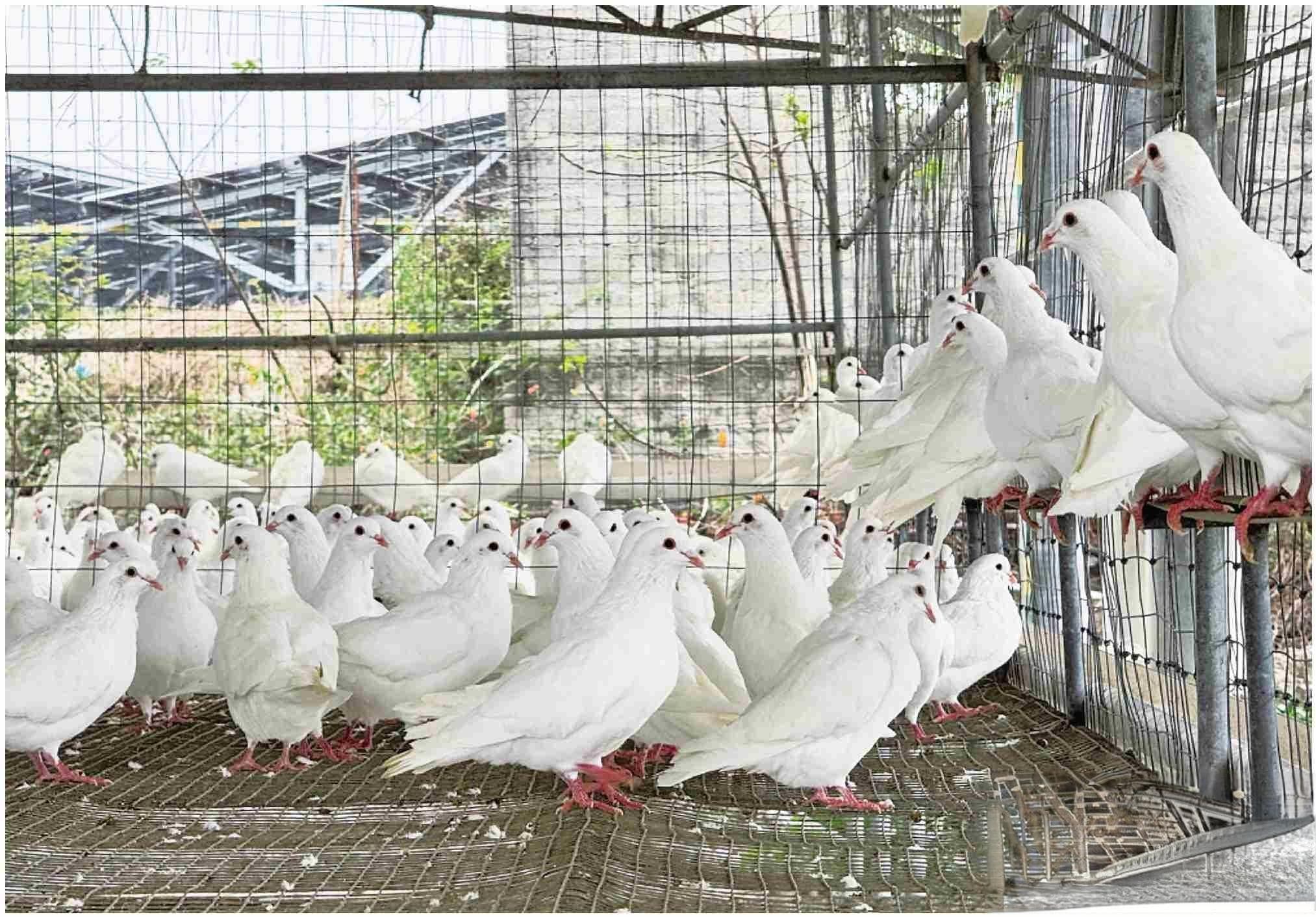 银企共建资金池 农户养鸽零顾虑