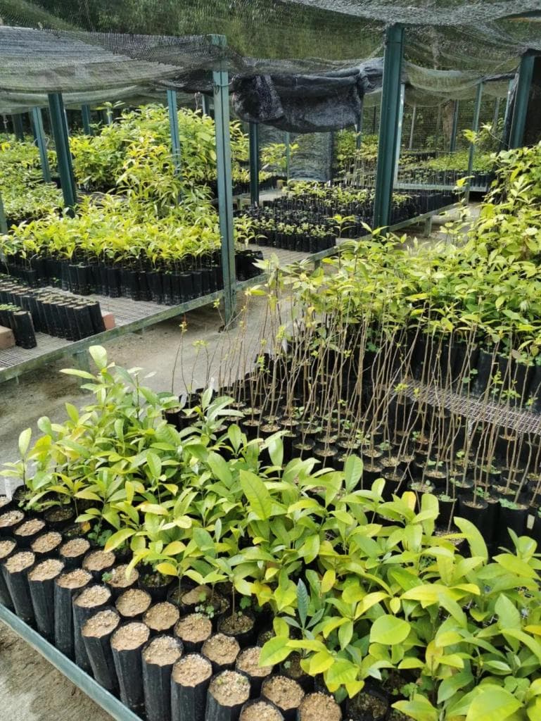 熊阿姨：走访香港、云南和北京，我在实地考察中打破对“植树造林”的想象