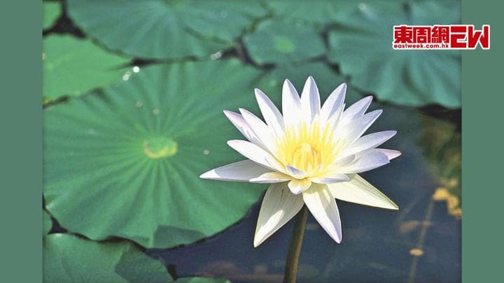 一花一世界 一叶一如来
