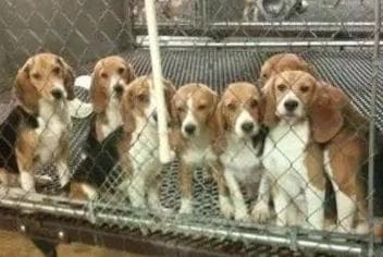 这么可爱的比格犬，为什么总被用作实验犬？