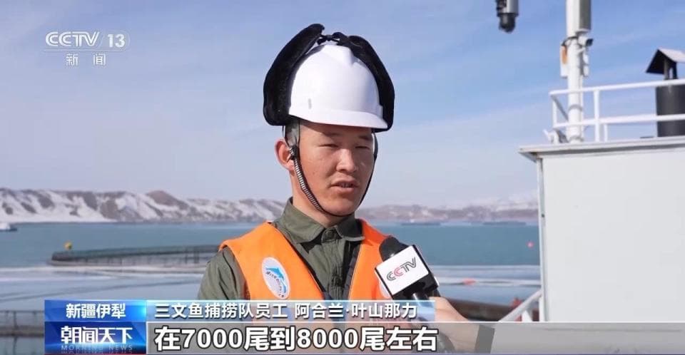 抢抓时机投放鱼苗 看新疆如何“游”出三文鱼
