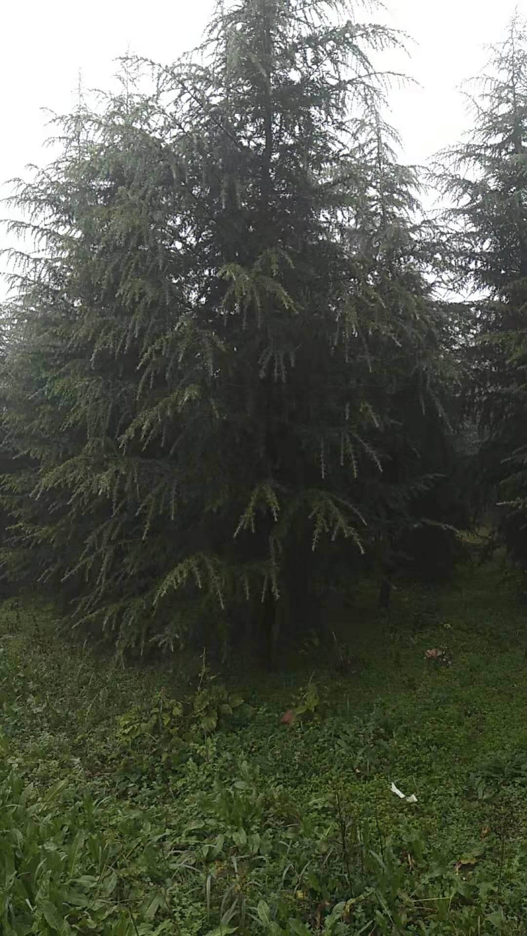 雪松种植养护技术