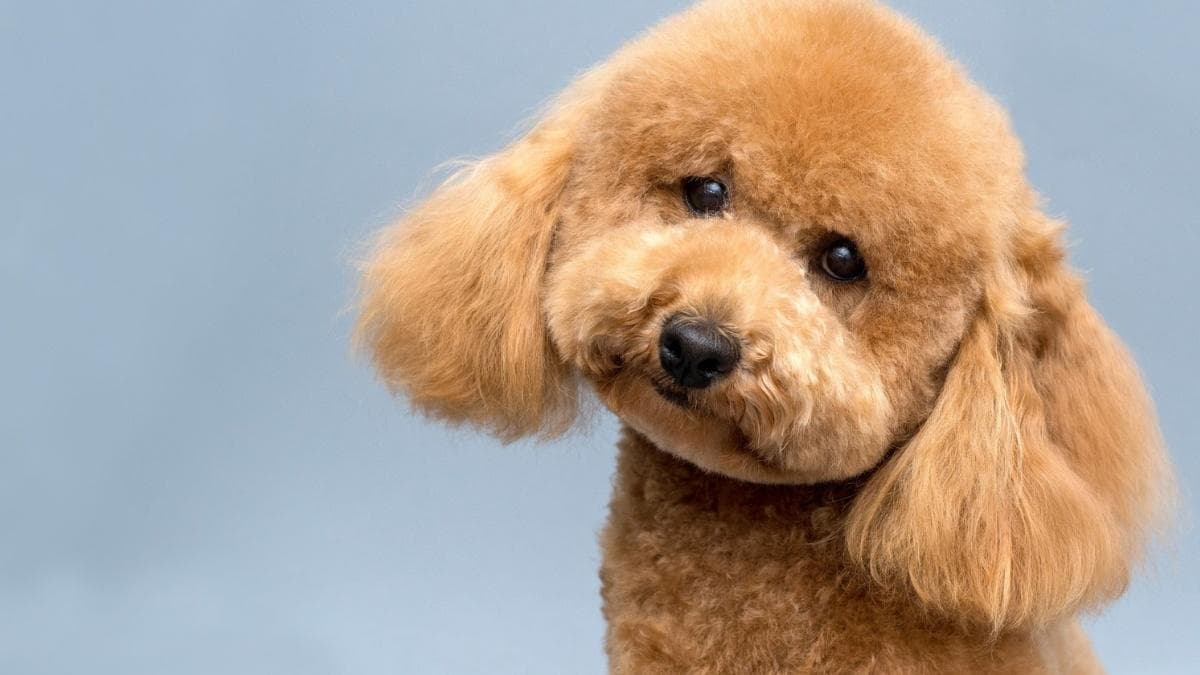 泰迪犬的特点是什么