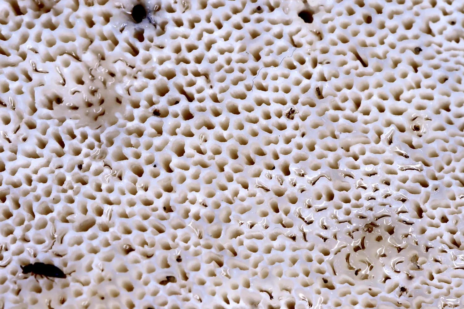 中科大仿生珍珠母研究突破：从生物矿化到骨缺损修复