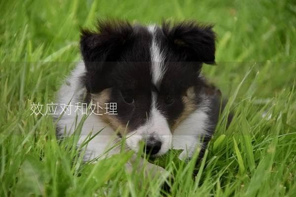 狗狗被蜜蜂蛰了怎么办？教你如何有效应对和处理
