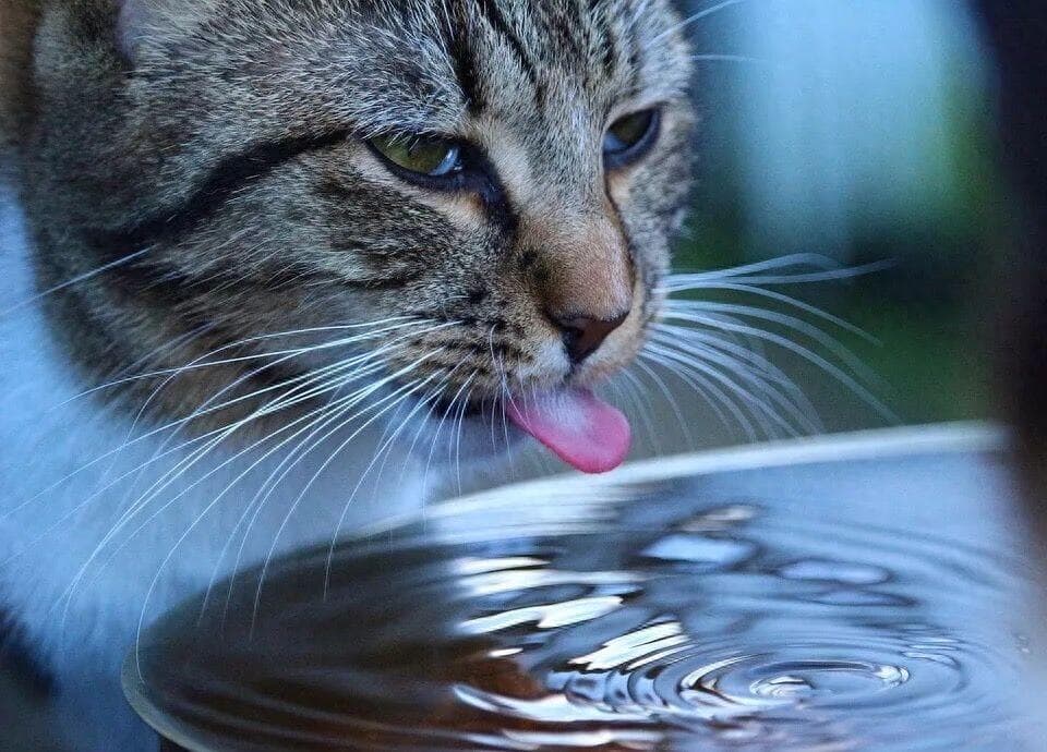 多喝水！判断猫咪是否缺水，及促进饮水的6种方法~