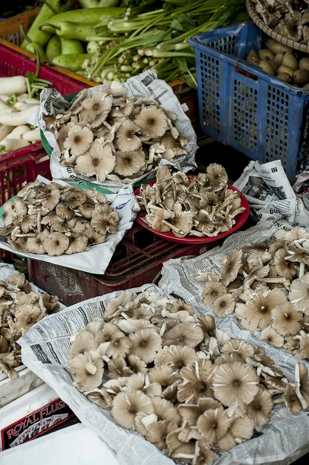 云南野生食用菌安全性研究：以松茸菇为例