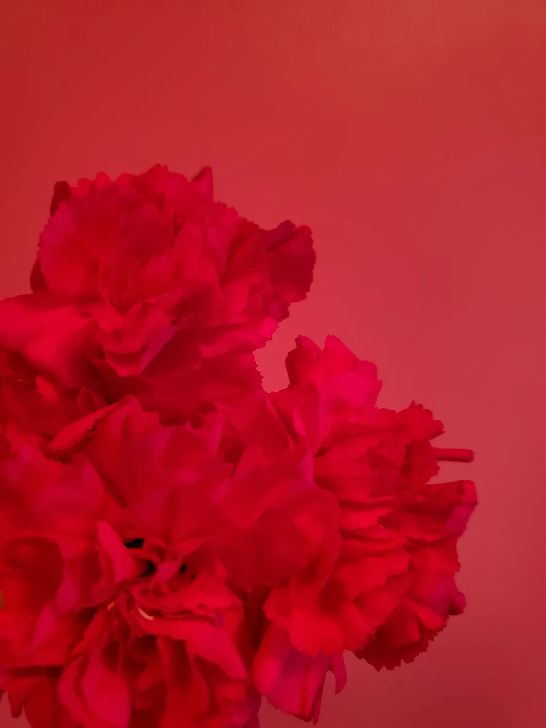 春节送花礼，让长辈感受满满心意