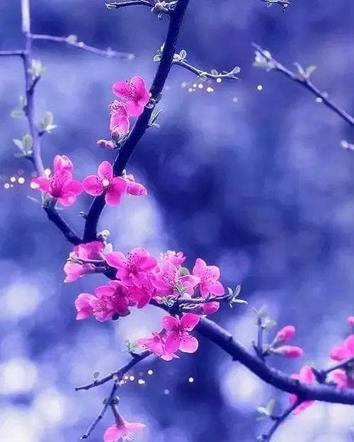 《花开花落花满天》全诗含义解析