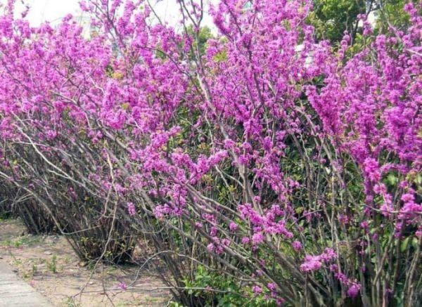 什么时候栽植紫荆树？