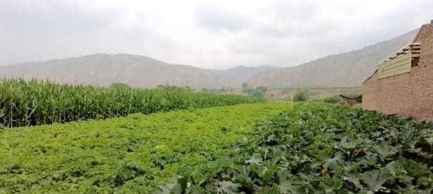 葫芦种植全攻略：从选种到收获，一年可种多次的丰收指南