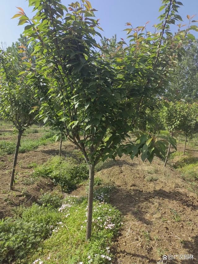 樱花树苗什么时候种植最好
