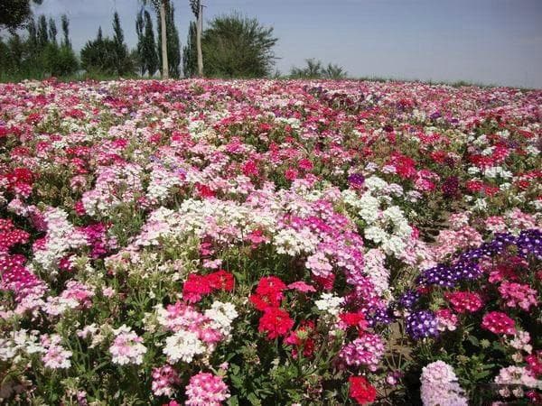 城市花卉景观种植指南：五种适合城市绿化的花卉推荐