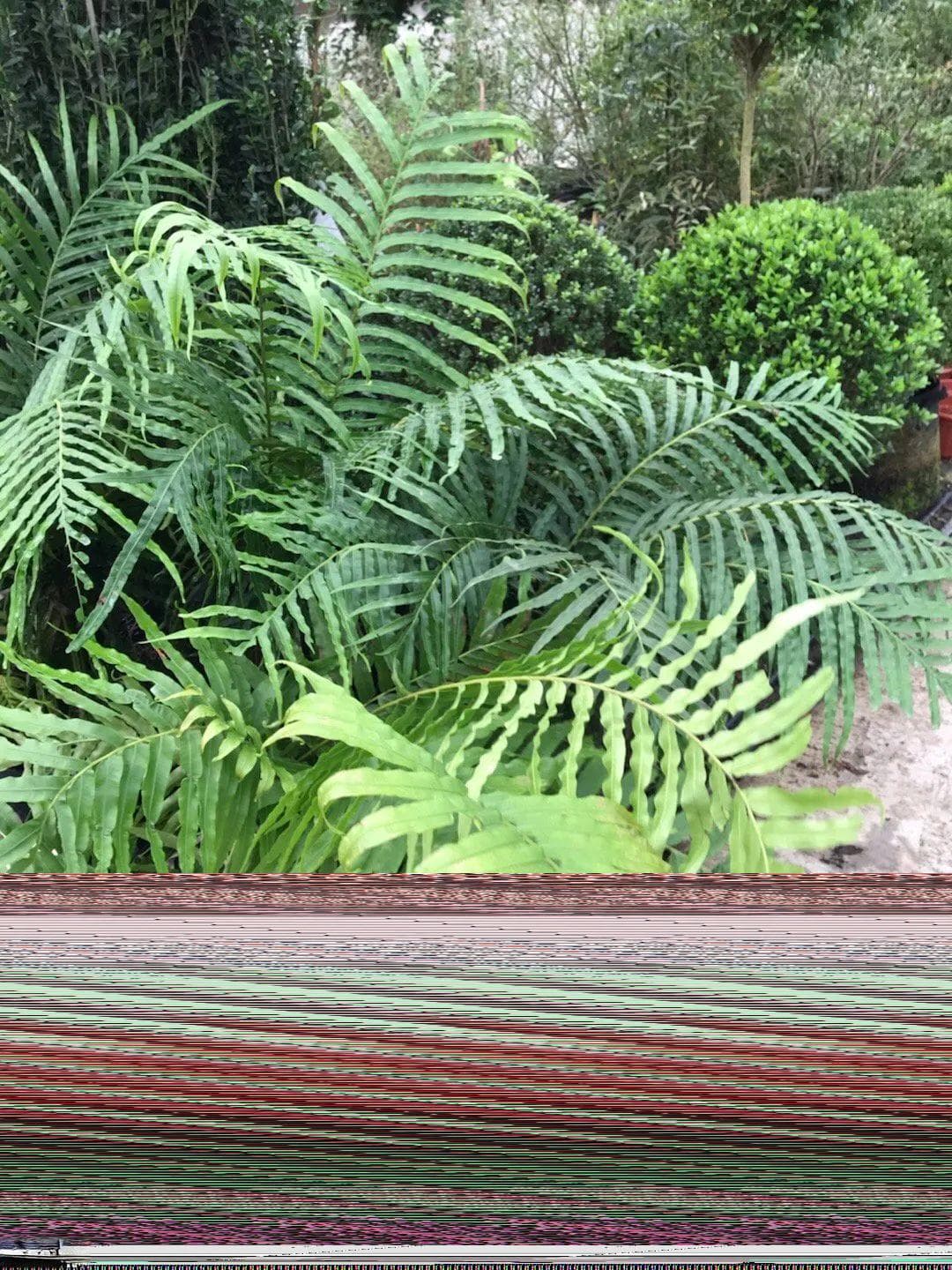 【植物大课堂】蜈蚣凤尾蕨又成蜈蚣草，它可以治病救人吗