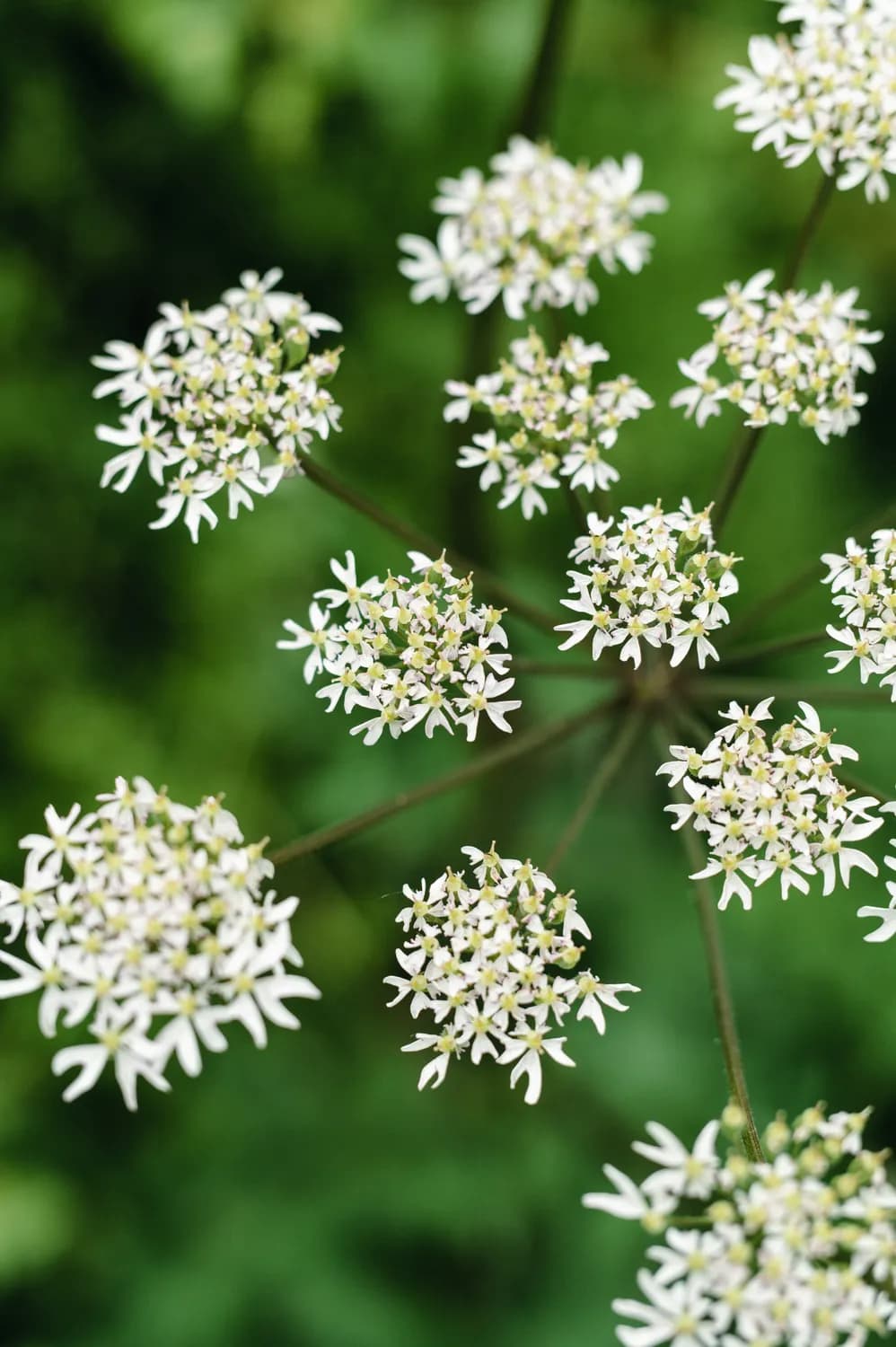 炖羊肉调料大揭秘：白芷粉的神奇搭配