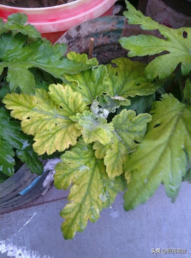菊花叶子发黄的原因及防治方法