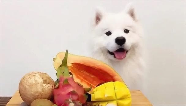 狗狗的健康蔬果选择（这7种蔬果狗狗最爱吃！）