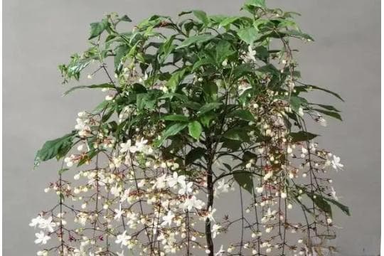 垂丝茉莉不开花是什么原因造成的
