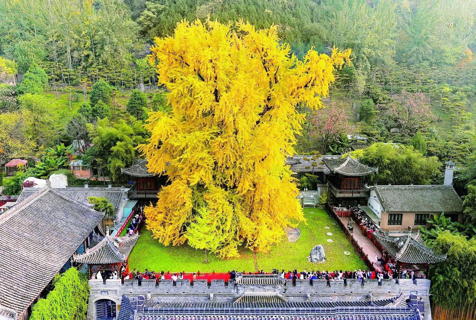 古树圈里的"老寿星"为何偏爱陕西